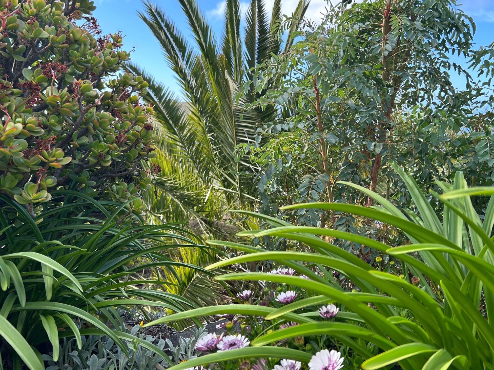 Casa Buenavida Villa Alajeró Exteriör bild